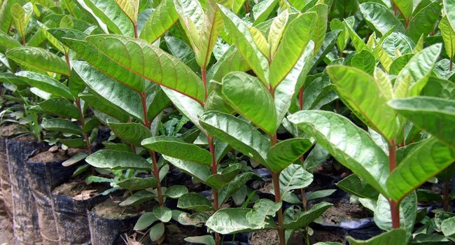 Guava-tree