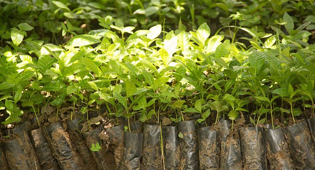 Tree-seedlings-in-