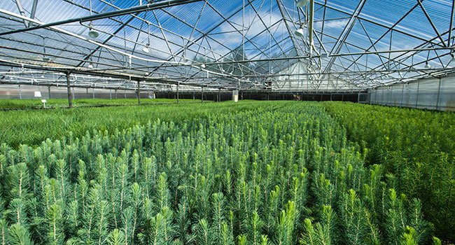 nursery-greenhouse-seedlings