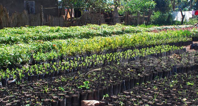 tree-seedlings1