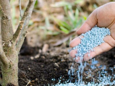 آگهی واردات و خرید 200 هزار تن کود شیمیایی دی فسفات آمونیوم